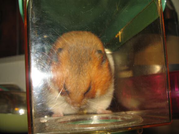 My hamster Lucy involved in a bit of a yucky bathroom business.