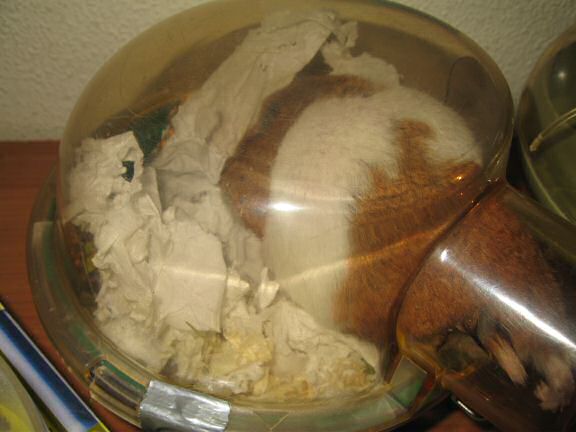 My hamster Lucy involved in a bit of a yucky bathroom business.