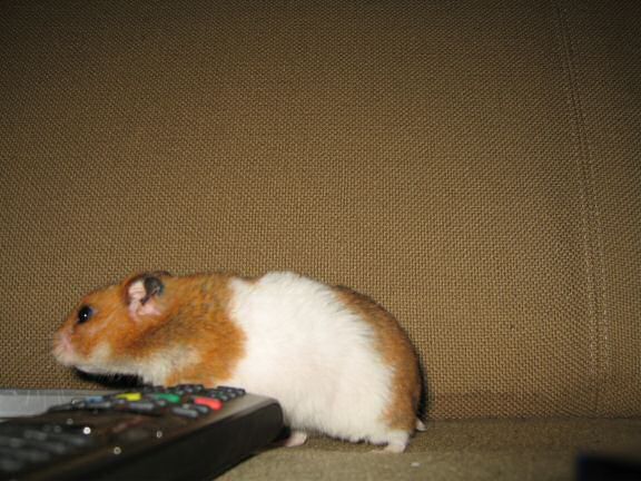 TV-fun with my hamster Lucy.