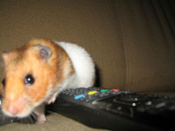 TV-fun with my hamster Lucy.