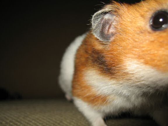 TV-fun with my hamster Lucy.