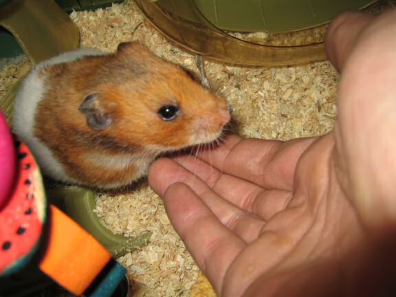 Servin' Her Highness Lucy.