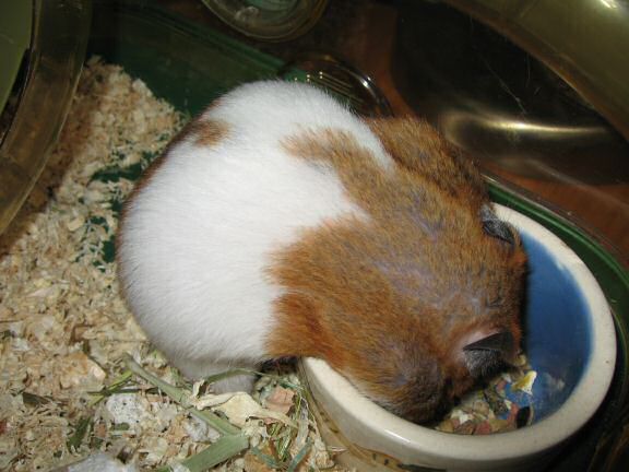 My hamster Lucy Pouchin' & Unpouchin'.