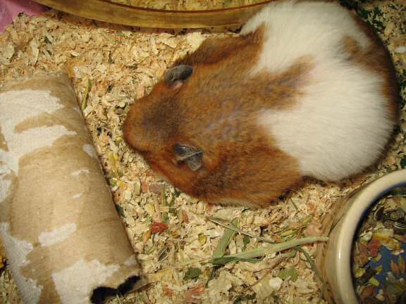 My hamster Lucy Pouchin' & Unpouchin'.