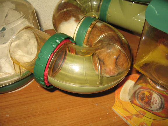 My hamster Lucy Pouchin' & Unpouchin'.