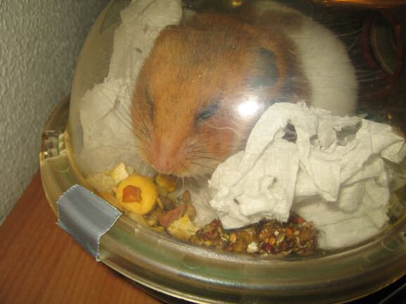 My hamster Lucy Pouchin' & Unpouchin'.
