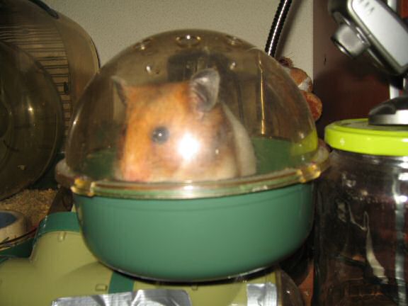 Excitement at 6:00 AM, by my hamster Lucy.