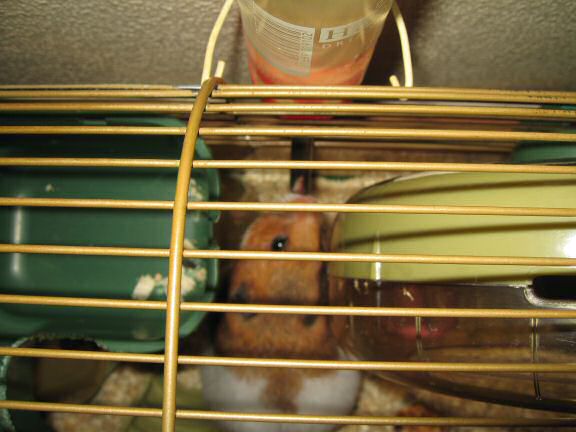 HamsterTracker™-'Milk & Cookies' with my hamster Lucy.