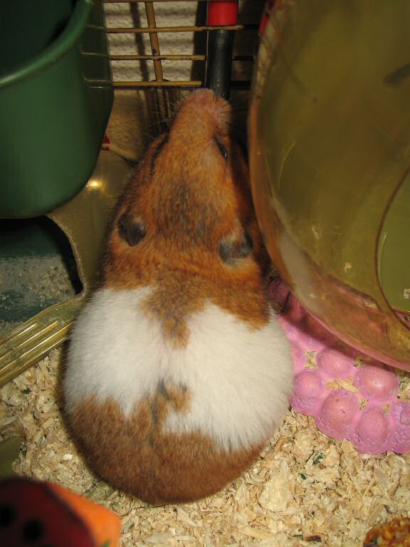 HamsterTracker™-'Milk & Cookies' with my hamster Lucy.