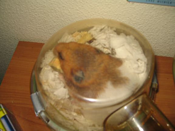 HamsterTracker™-'Milk & Cookies' with my hamster Lucy.