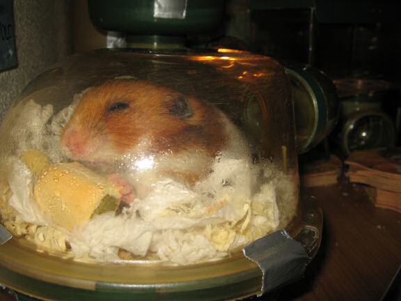 HamsterTracker™-'Milk & Cookies' with my hamster Lucy.