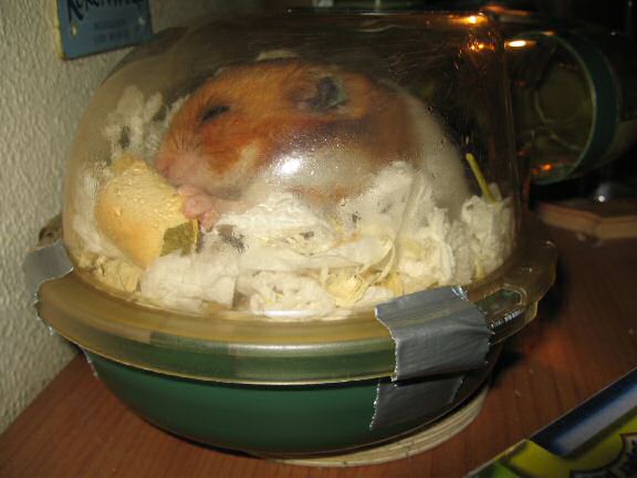 HamsterTracker™-'Milk & Cookies' with my hamster Lucy.