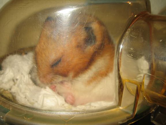 My hamster Lucy's Sunday-Groom.