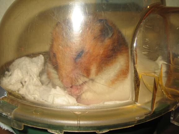 My hamster Lucy's Sunday-Groom.