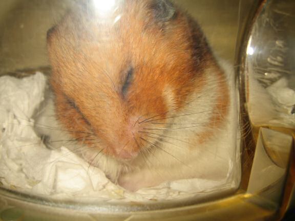 My hamster Lucy's Sunday-Groom.