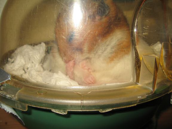My hamster Lucy's Sunday-Groom.