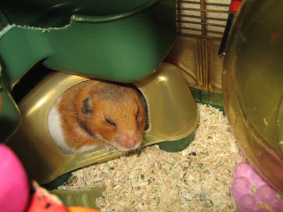 A restroom story starring my hamster Lucy.