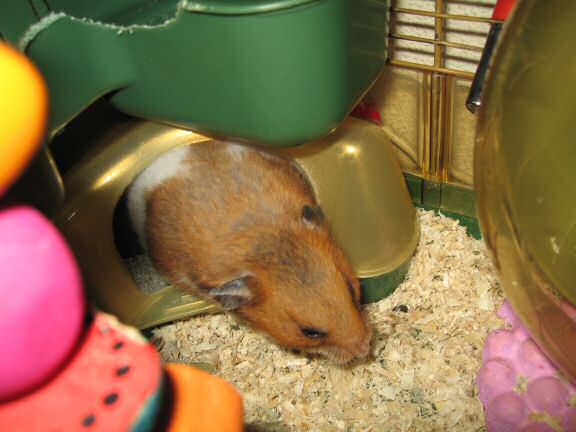 A restroom story starring my hamster Lucy.