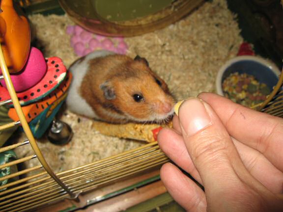 A restroom story starring my hamster Lucy.