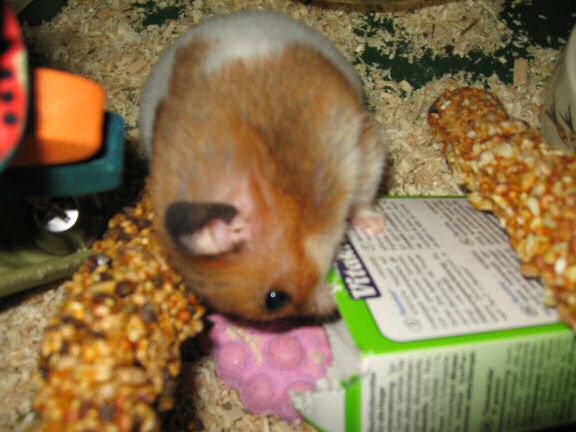 Cardbox Chewing by my hamster Lucy.