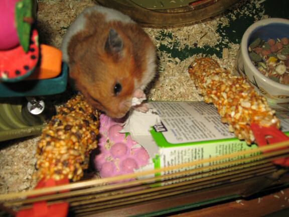 Cardbox Chewing by my hamster Lucy.