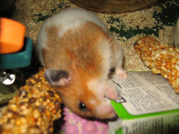 Cardbox Chewing by my hamster Lucy.