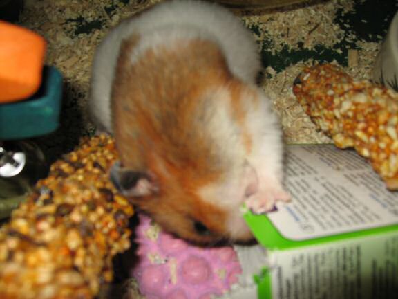 Cardbox Chewing by my hamster Lucy.