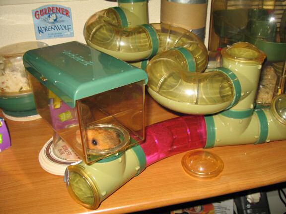 My hamster Lucy's 600 day anniversary.