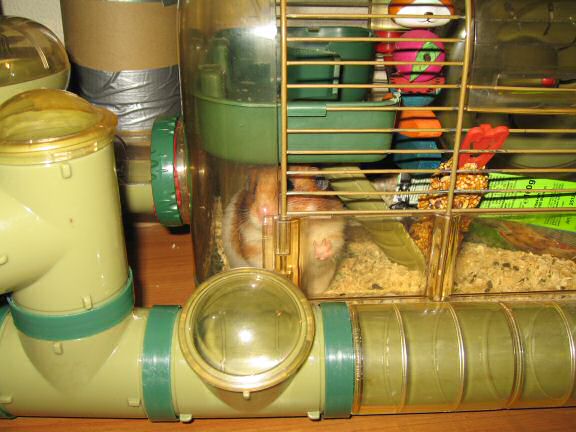 My hamster Lucy's 600 day anniversary.