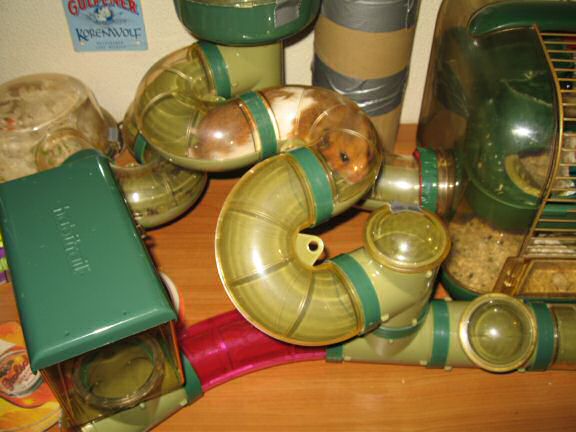 My hamster Lucy's 600 day anniversary.