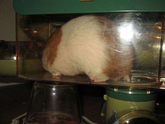 My hamster Lucy inspecting her cleaned Meditation Room.
