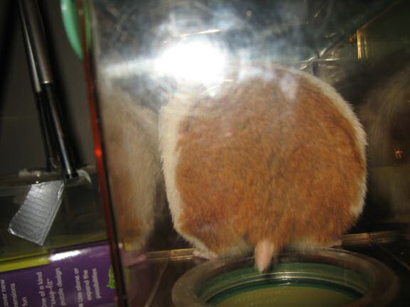 My hamster Lucy inspecting her cleaned Meditation Room.
