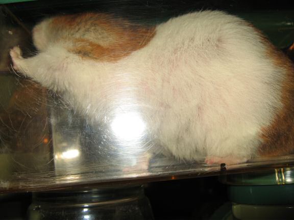 My hamster Lucy inspecting her cleaned Meditation Room.