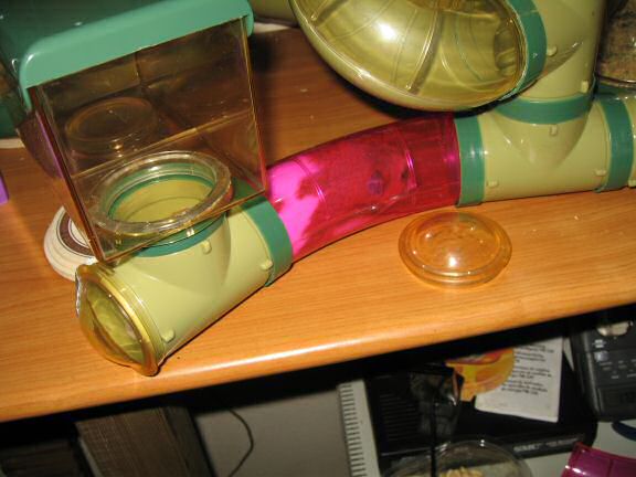 My hamster Lucy inspecting her cleaned Meditation Room.