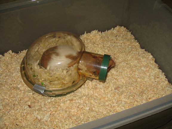 Friday; chores-day / -evening with my hamster Lucy.