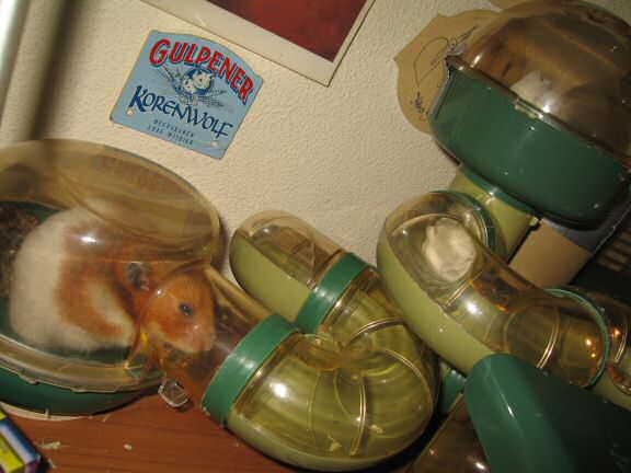 Friday; chores-day / -evening with my hamster Lucy.