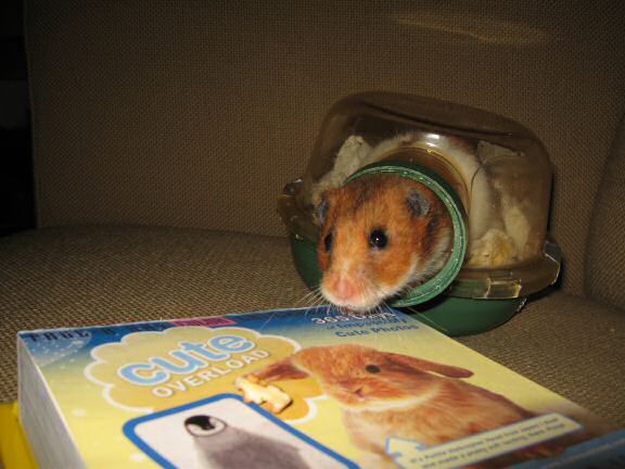 My hamster Lucy is featured on the CuteOverload.com Calendar today !