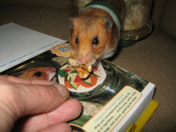 My hamster Lucy is featured on the CuteOverload.com Calendar today !