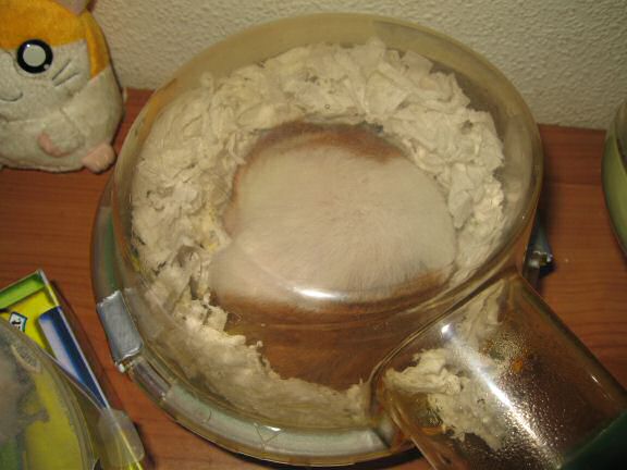 Wake up call for my hamster Lucy.