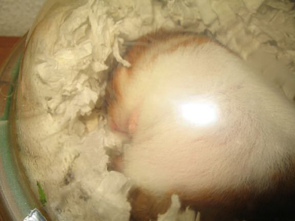 Wake up call for my hamster Lucy.