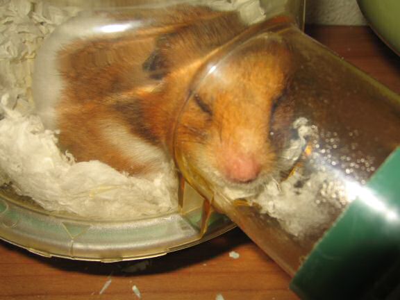 Wake up call for my hamster Lucy.