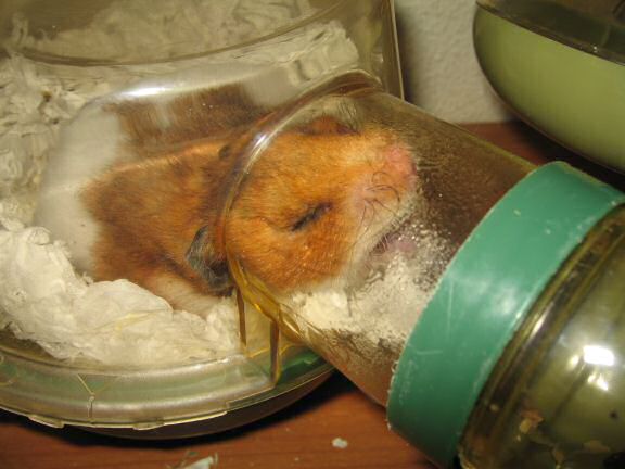 Wake up call for my hamster Lucy.