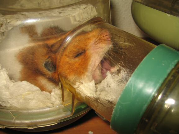 Wake up call for my hamster Lucy.