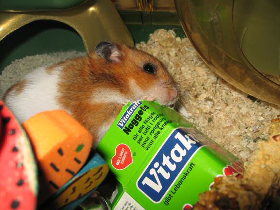 Serving my hamster Lucy a cardboard box instead of a TP-roll.