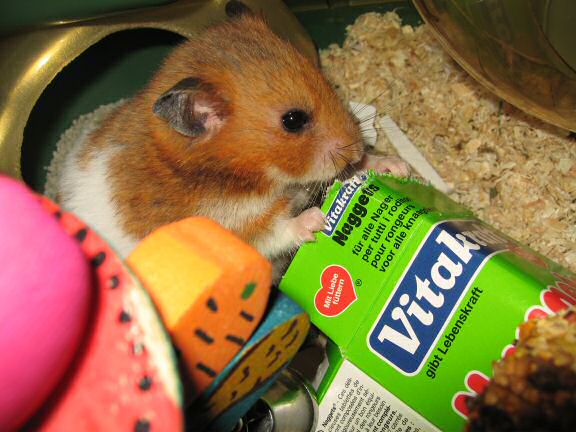 Serving my hamster Lucy a cardboard box instead of a TP-roll.