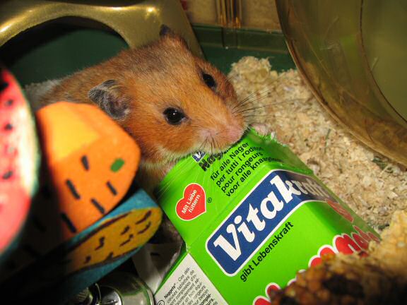 Serving my hamster Lucy a cardboard box instead of a TP-roll.