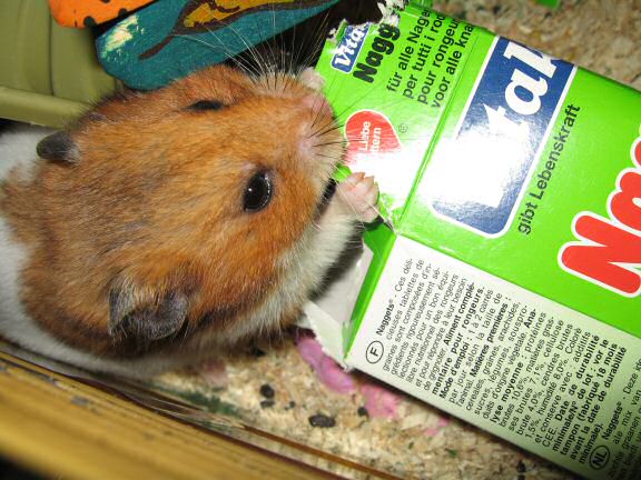 Serving my hamster Lucy a cardboard box instead of a TP-roll.