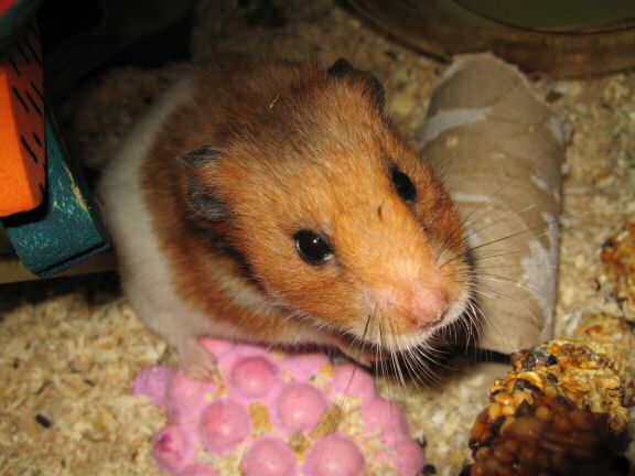 Serving my hamster Lucy a new TP-roll.