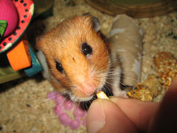 Serving my hamster Lucy a new TP-roll.