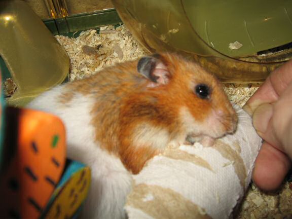 Assisting my hamster Lucy.